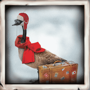 snowbird2